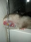 sonstiges hamster3 img0011