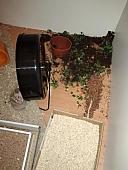 sonstiges hamster3 img0076