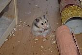 sonstiges hamster3 img0106