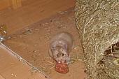 sonstiges hamster3 img0145