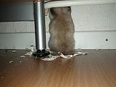 sonstiges hamster4 img0003