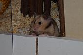 sonstiges hamster4 img0012