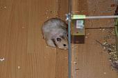 sonstiges hamster4 img0107