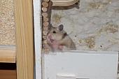 sonstiges hamster4 img0114