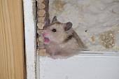 sonstiges hamster4 img0115