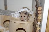 sonstiges hamster4 img0126