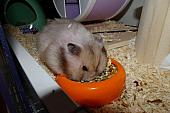 sonstiges hamster4 img0145