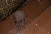 sonstiges hamster5 img0040