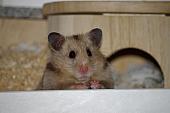sonstiges hamster5 img0066