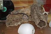 sonstiges hamster5 img0352