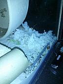 hamster 2013 img0060