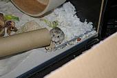 hamster 2013 img0061