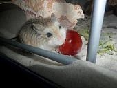 hamster 2013 img0239