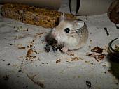 hamster 2013 img0242