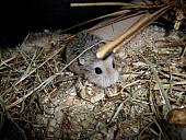 hamster 2013 img0286