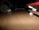 hamster 2013x2 img0065
