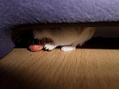hamster 2013x2 img0072
