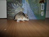 hamster 2013x2 img0079