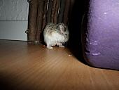 hamster 2013x2 img0080