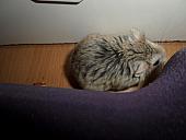 hamster 2013x2 img0083
