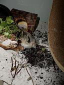 hamster 2013x2 img0085