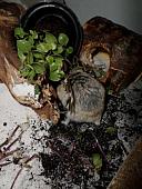 hamster 2013x2 img0086