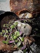 hamster 2013x2 img0087