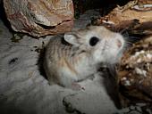hamster 2013x2 img0089