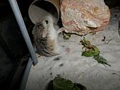 hamster 2013x2 img0090