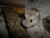 hamster 2013x2 img0091