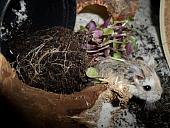 hamster 2013x2 img0094