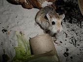 hamster 2013x2 img0095