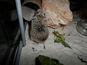 hamster 2013x2 img0101