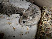 hamster 2013x2 img0119