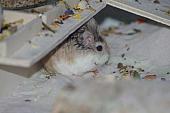 sonstiges hamster4 img0086