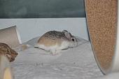 sonstiges hamster4 img0088