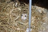 sonstiges hamster5 img0260