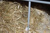 sonstiges hamster5 img0261