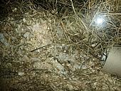 sonstiges hamster5 img0327