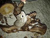 sonstiges hamster5 img0380
