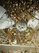 sonstiges hamster5 img0404