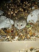 sonstiges hamster5 img0405