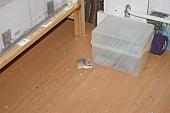 sonstiges hamster5 img0473