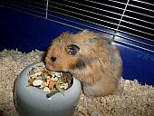hamster 2013 img0209