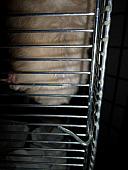 hamster 2013 img0215