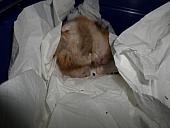 hamster 2013 img0226