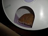 hamster 2013x2 img0021
