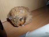 hamster 2013x2 img0024