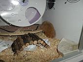 hamster 2013x2 img0125