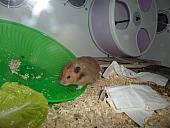 hamster 2013x2 img0129